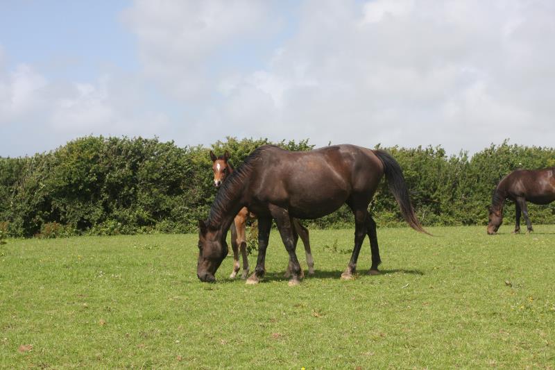 Bay Filly by Condor (Caretino x Capitol I) x Animo x Libero.