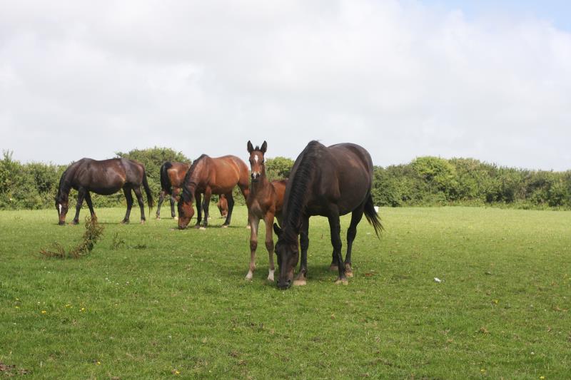 Bay Filly by Condor (Caretino x Capitol I) x Animo x Libero.