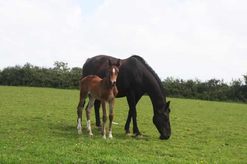 Bay Filly by Condor (Caretino x Capitol I) x Animo x Libero.