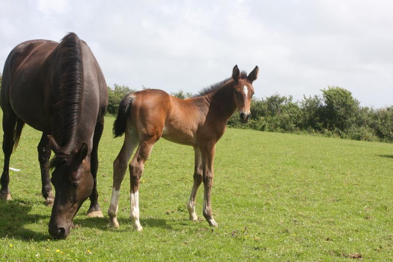 Bay Filly by Condor (Caretino x Capitol I) x Animo x Libero.