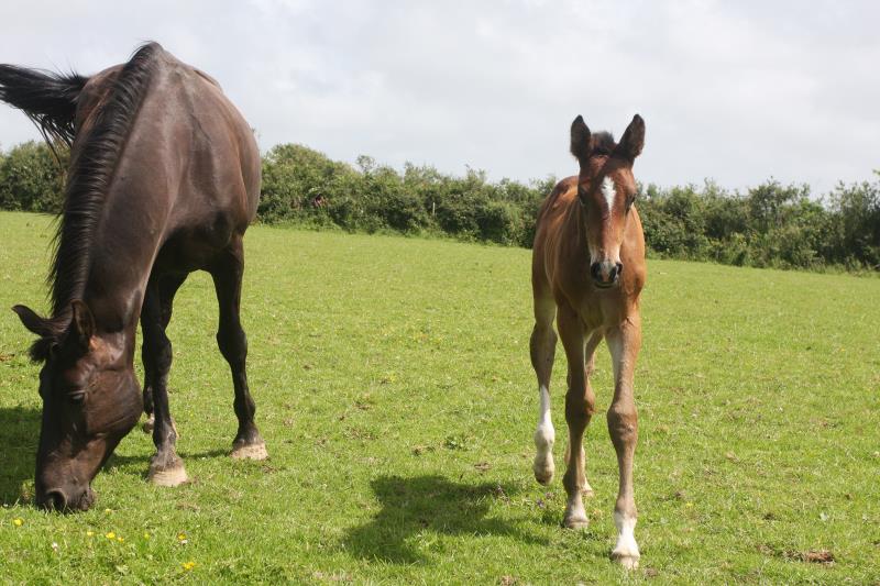 Bay Filly by Condor (Caretino x Capitol I) x Animo x Libero.