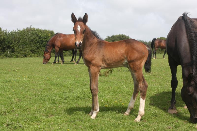 Bay Filly by Condor (Caretino x Capitol I) x Animo x Libero.