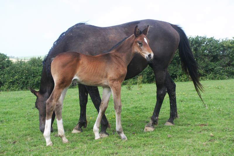 Bay Filly by Condor (Caretino x Capitol I) x Animo x Libero.