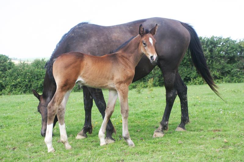 Bay Filly by Condor (Caretino x Capitol I) x Animo x Libero.