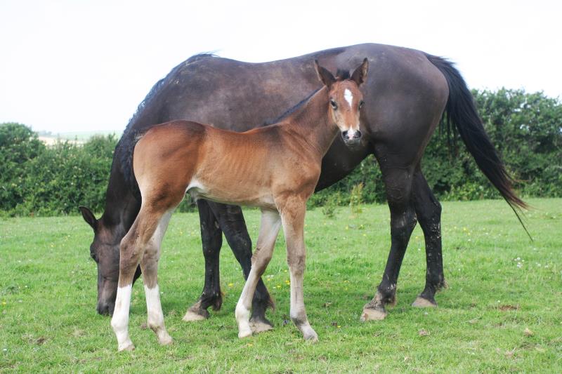 Bay Filly by Condor (Caretino x Capitol I) x Animo x Libero.