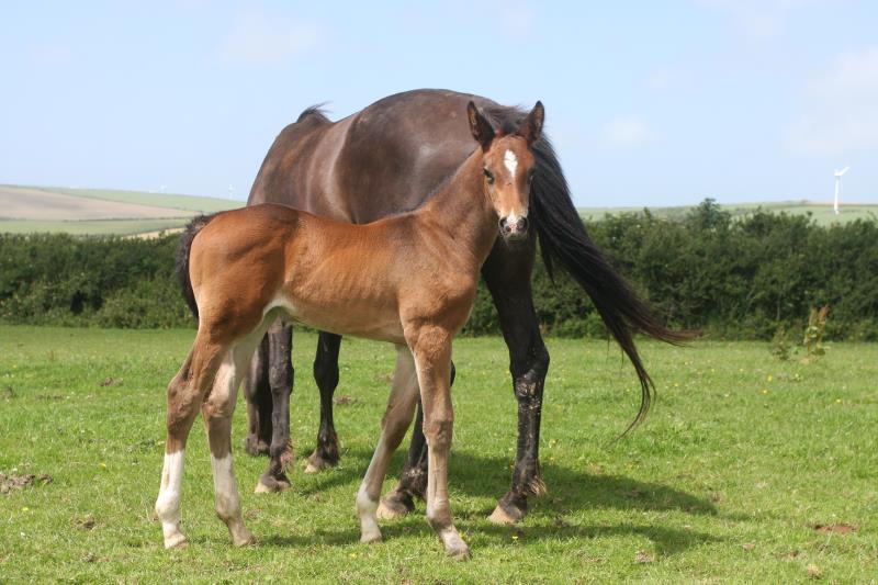 Bay Filly by Condor (Caretino x Capitol I) x Animo x Libero.