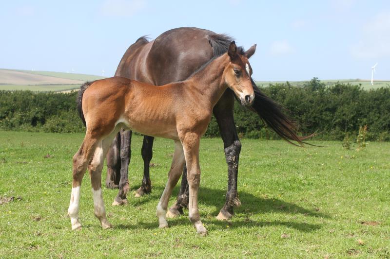 Bay Filly by Condor (Caretino x Capitol I) x Animo x Libero.