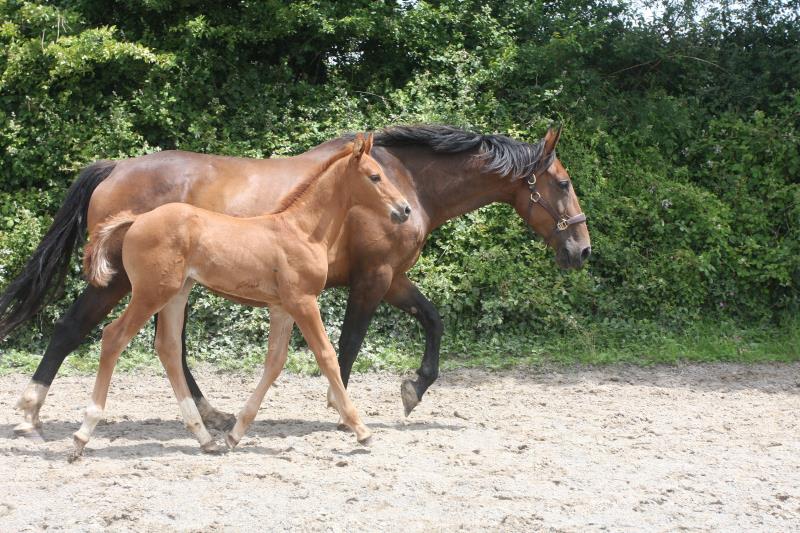 Foal by Condor (Caretino x Capitol I) x Zigzag (Concorde) x Shaab