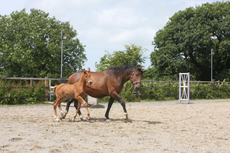 Foal by Condor (Caretino x Capitol I) x Zigzag (Concorde) x Shaab