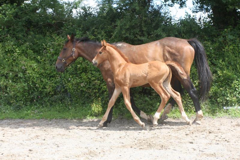 Foal by Condor (Caretino x Capitol I) x Zigzag (Concorde) x Shaab