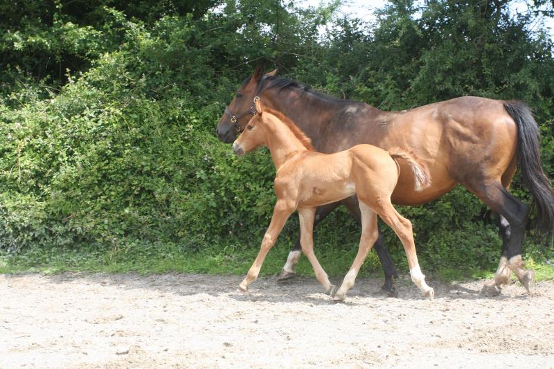 Foal by Condor (Caretino x Capitol I) x Zigzag (Concorde) x Shaab