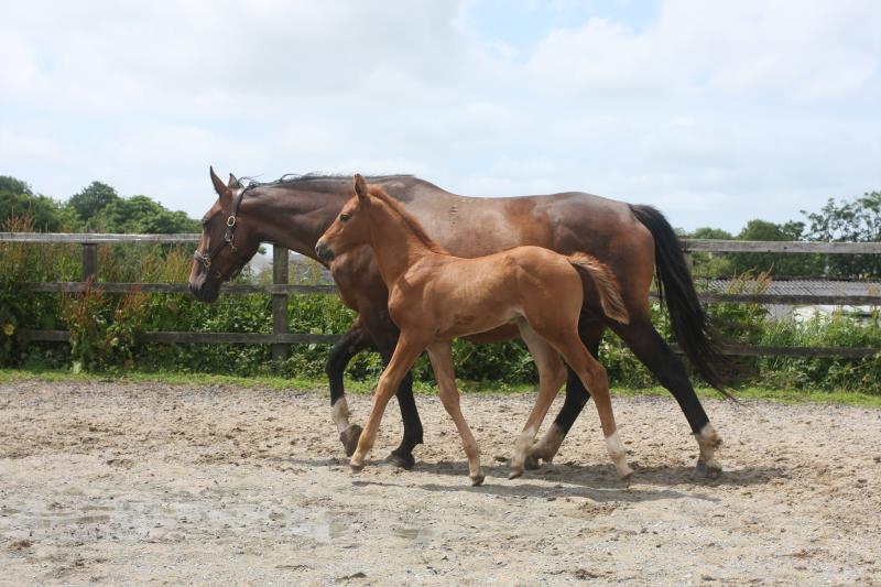 Foal by Condor (Caretino x Capitol I) x Zigzag (Concorde) x Shaab