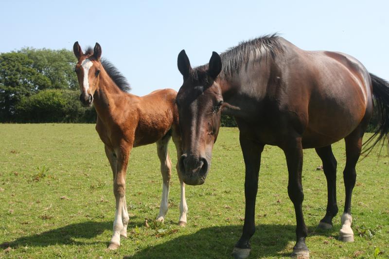 Stunning colt by Helios B (Eldorado van De Zeshoek x Verdi) x Grannex