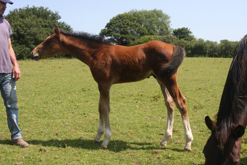 Stunning colt by Helios B (Eldorado van De Zeshoek x Verdi) x Grannex