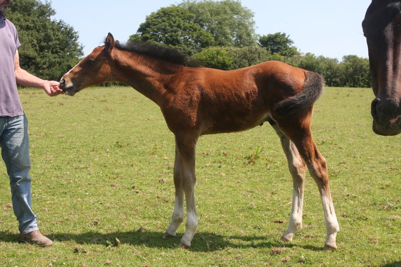 Stunning colt by Helios B (Eldorado van De Zeshoek x Verdi) x Grannex