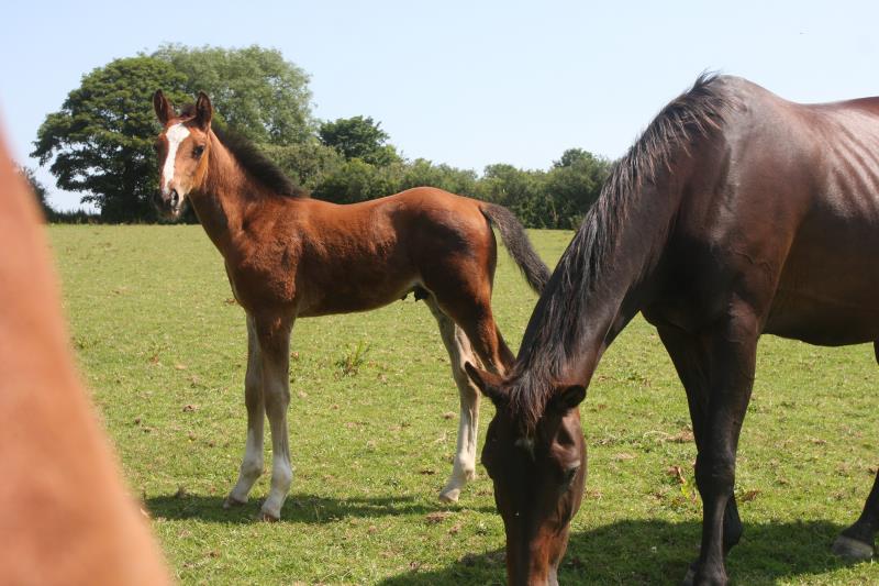 Stunning colt by Helios B (Eldorado van De Zeshoek x Verdi) x Grannex