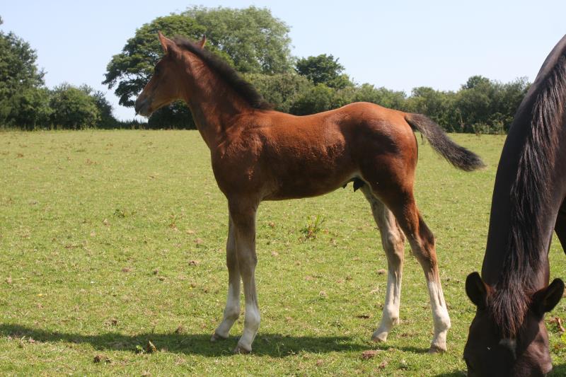 Stunning colt by Helios B (Eldorado van De Zeshoek x Verdi) x Grannex