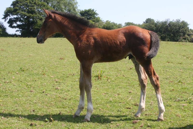 Stunning colt by Helios B (Eldorado van De Zeshoek x Verdi) x Grannex