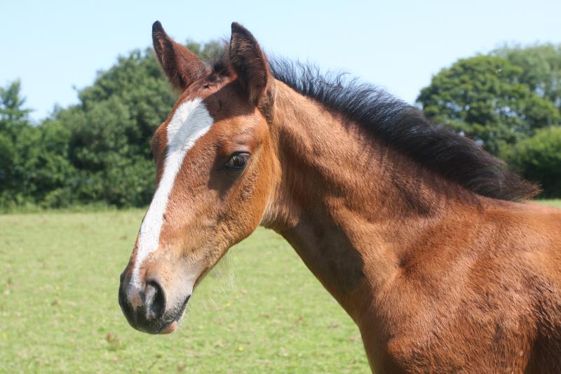 Stunning colt by Helios B (Eldorado van De Zeshoek x Verdi) x Grannex