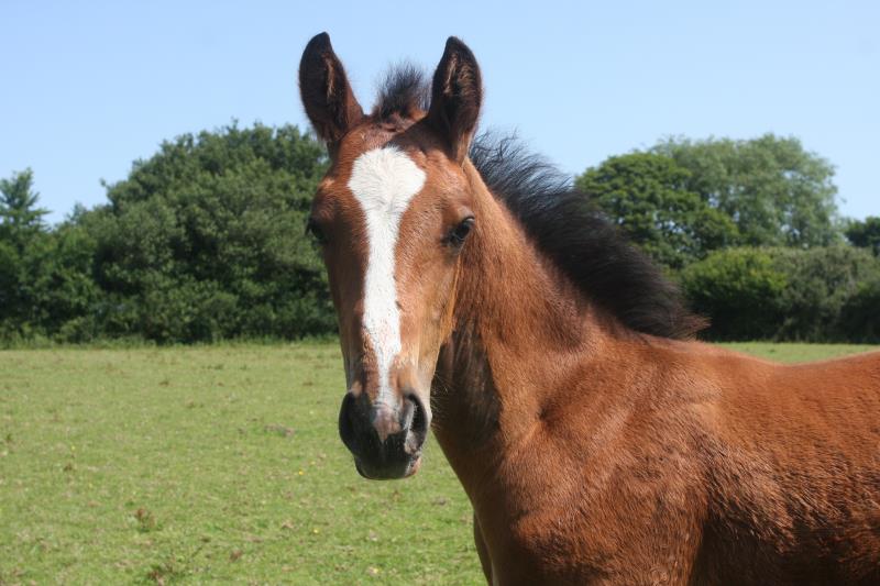 Stunning colt by Helios B (Eldorado van De Zeshoek x Verdi) x Grannex