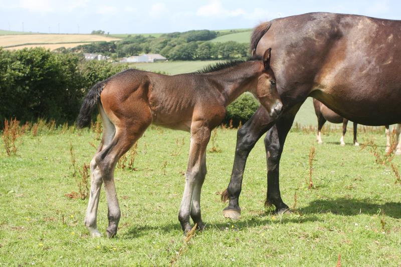 Filly by Kobaldy (Eldorado van de Zeshoek x Quasimodo) x Ustinov x Animo x Concorde