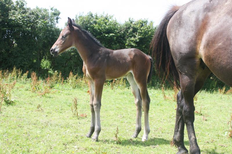 Filly by Kobaldy (Eldorado van de Zeshoek x Quasimodo) x Ustinov x Animo x Concorde