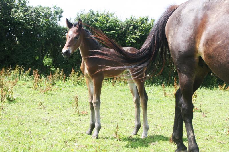 Filly by Kobaldy (Eldorado van de Zeshoek x Quasimodo) x Ustinov x Animo x Concorde