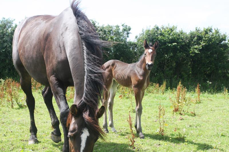 Filly by Kobaldy (Eldorado van de Zeshoek x Quasimodo) x Ustinov x Animo x Concorde