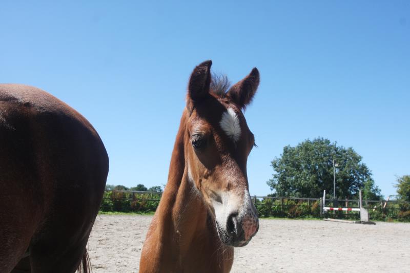 Future serious competition pony colt