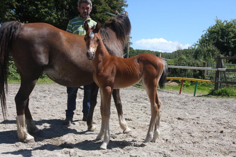 Future serious competition pony colt