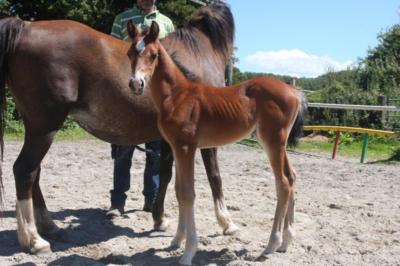 Future serious competition pony colt