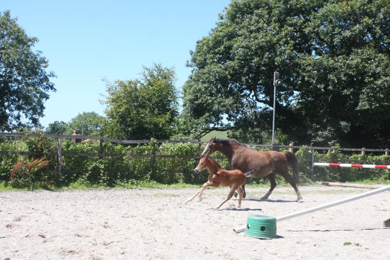 Future serious competition pony colt