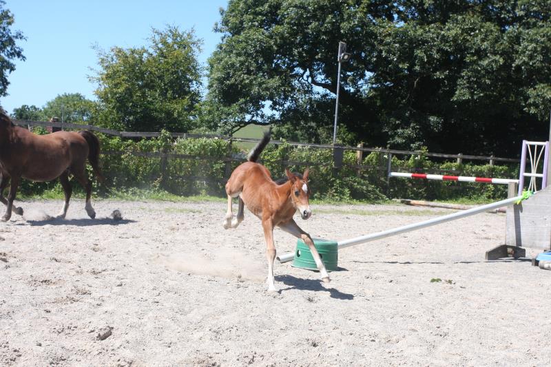 Future serious competition pony colt