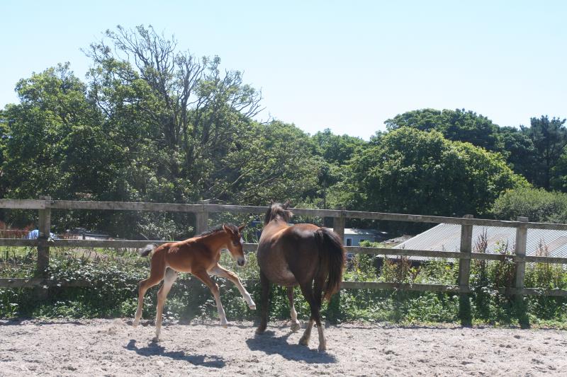 Future serious competition pony colt