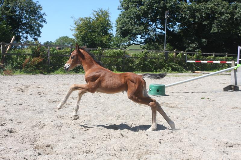 Future serious competition pony colt