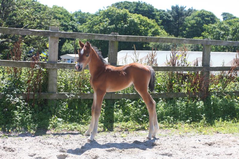 Future serious competition pony colt