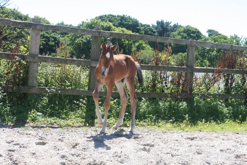 Future serious competition pony colt
