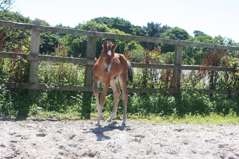 Future serious competition pony colt