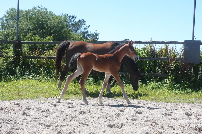Future serious competition pony colt