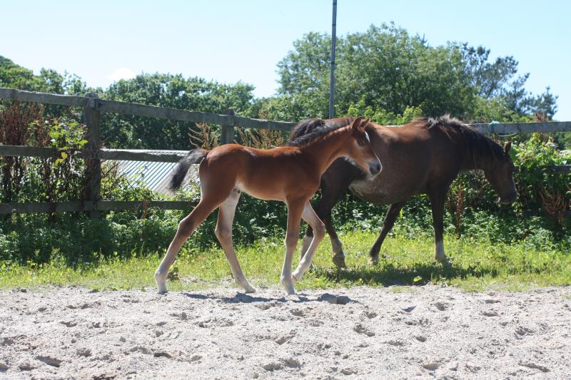 Future serious competition pony colt