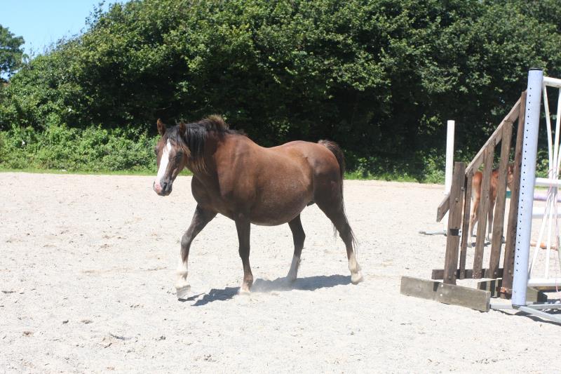 Future serious competition pony colt