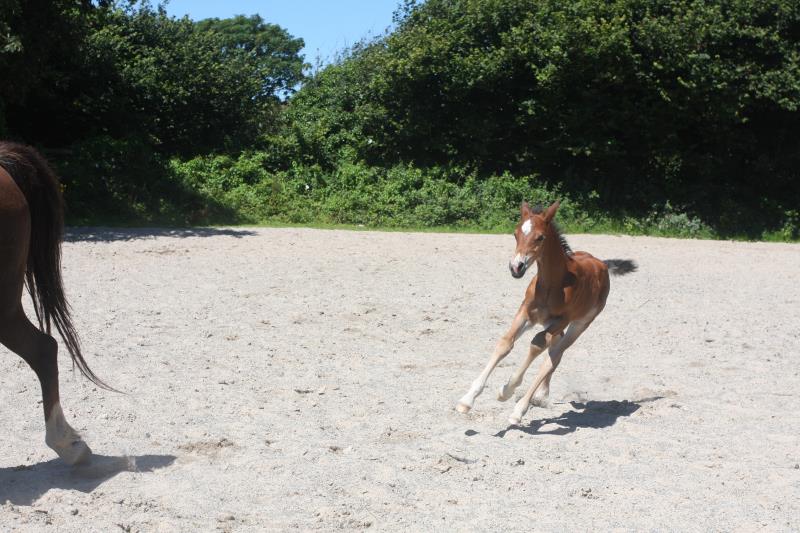 Future serious competition pony colt