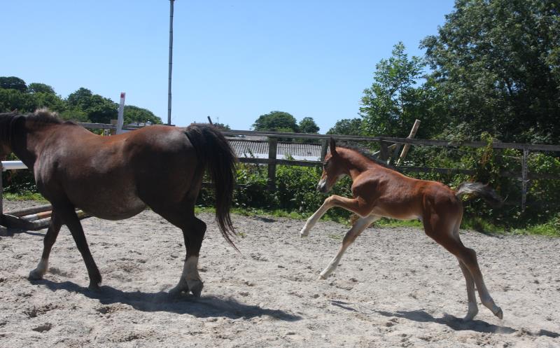 Future serious competition pony colt