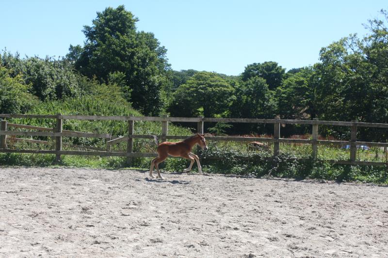 Future serious competition pony colt