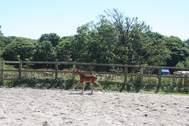 Future serious competition pony colt