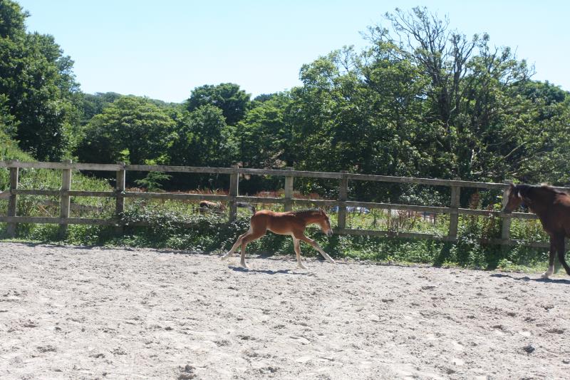 Future serious competition pony colt