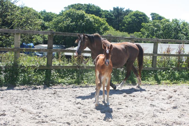 Future serious competition pony colt