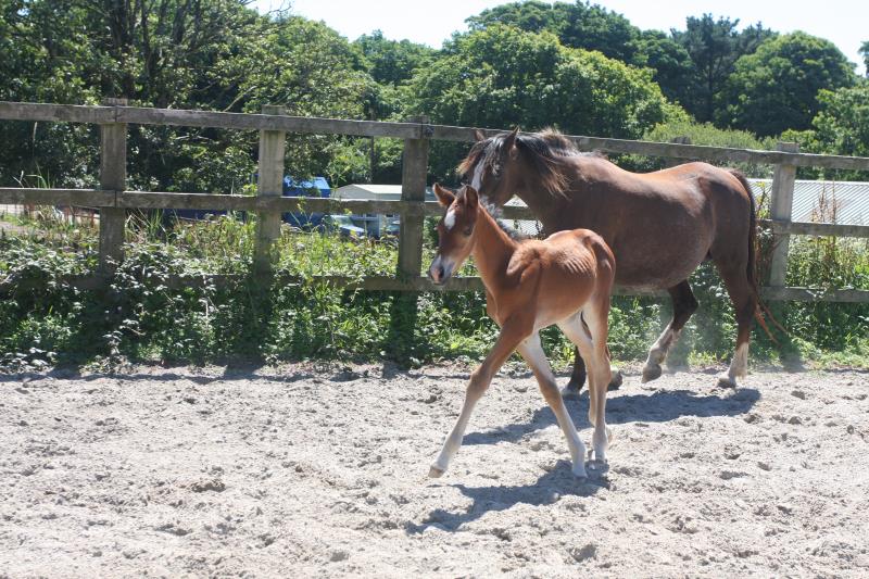 Future serious competition pony colt