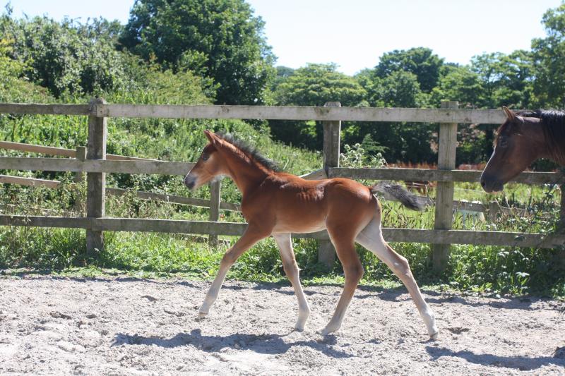 Future serious competition pony colt