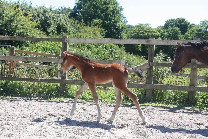 Future serious competition pony colt